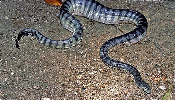serpiente marina de pico