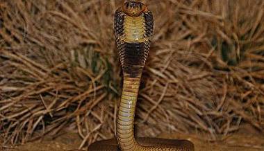 Cobra de Angola