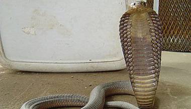 cobra de Angola