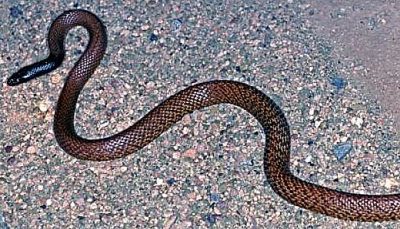 Serpiente marrón occidental