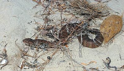 víbora de la muerte común (Acanthophis antarcticus)