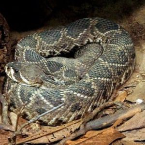 Una serpiente Crotalus adamanteus
