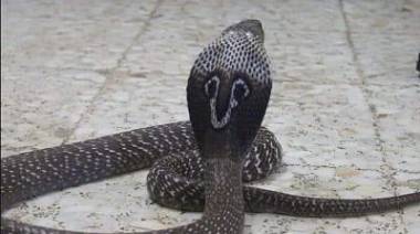Cobra india