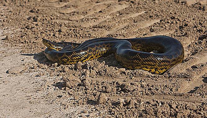 anaconda amarilla del uruguay