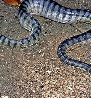 serpiente marina de pico