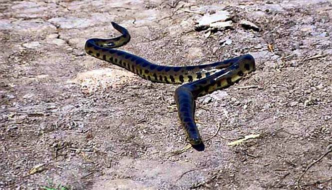 anaconda boliviana