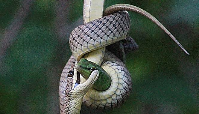 Serpiente de bronce