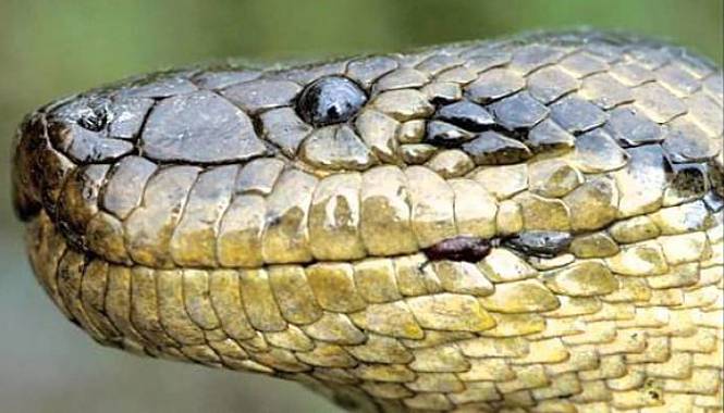 anaconda boliviana