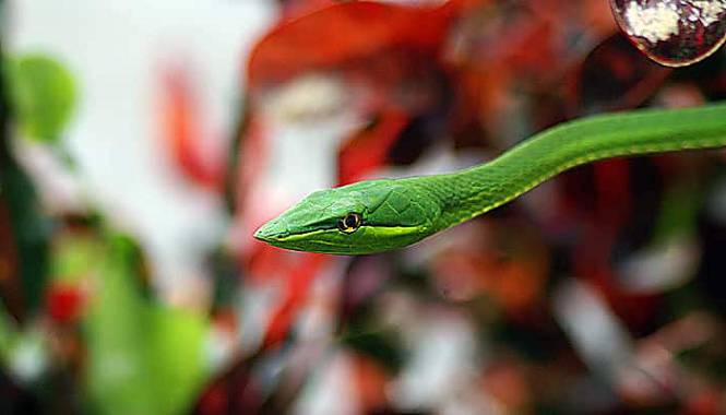 serpiente verde de la vid