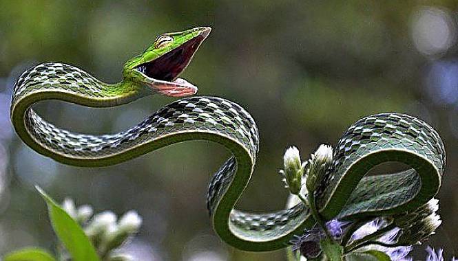 serpiente verde de la vid