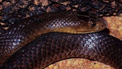 Serpiente marrón occidental